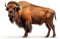 Acryl-Bild 60 x 40 cm: Bison auf weißem Hintergrund (217307732)