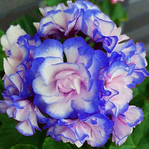 ChinaMarket 5 PCS Rare Semi di geranio 'Notte Blu' Appleblossom Rosebud Pelargonium