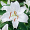 COOTO Garten Lilien Zwiebeln Winterhart Mehrjährig – Weiß Orientalische Lilien Casa Blanca - Blumenzwiebeln Lilien – Blumen Deko für Garten und Balkon – Garten Lilien Pflanzen