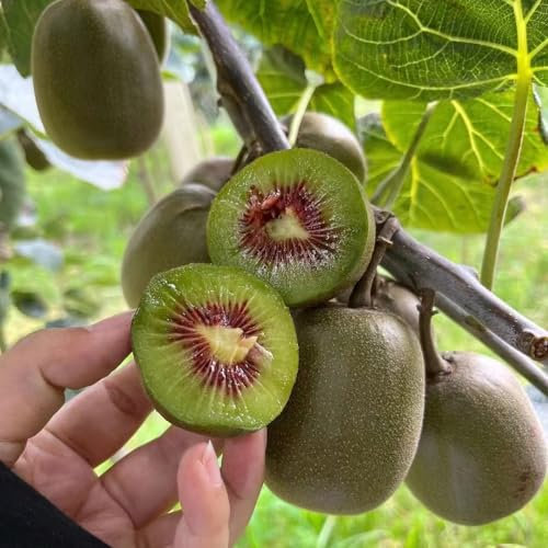 75 pcs kiwibeeren pflanze samen obstbäume kaufen zimmerpflanze kiwi pflanze winterhart bonzai baum pflanztopf winterharte kübelpflanzen obstbaum ausgefallene geschenke seltene pflanzen