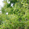 Carbeth Plants - Salix babylonica 'Tortuosa' in 3 Litre Pot - Dragon's Claw Willow - 85-100cm in Height - Fast Growing