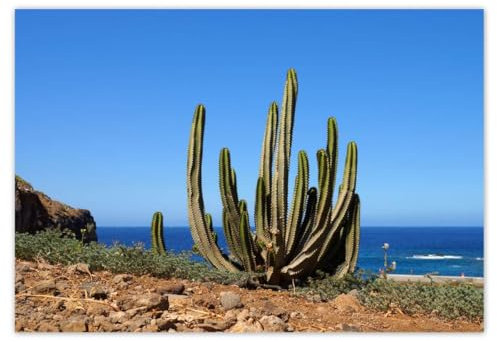 Carta da parati in tessuto non tessuto Premium Vlies 368x254cm Cactus in natura n. H10072M_TV5BF