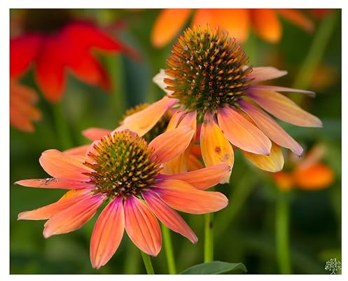 10 x Echinacea purpurea 'Lakota Orange' (Stauden/Staude/Mehrjährig/Winterhart) Oranger Purpursonnenhut - Ein Sommertraum in leuchtender Farbe - sehr Insekten- und Bienenfreundlich - von Stauden Gänge