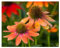 10 x Echinacea purpurea 'Lakota Orange' (Stauden/Staude/Mehrjährig/Winterhart) Oranger Purpursonnenhut - Ein Sommertraum in leuchtender Farbe - sehr Insekten- und Bienenfreundlich - von Stauden Gänge