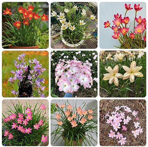 12 pz bulbi di zephyranthes, bulbi freschi, fioriscono fiori resistenti, Zephyranthes candida, piante perenni resistenti, piante perenni pianta resistente all'esterno piante perenni