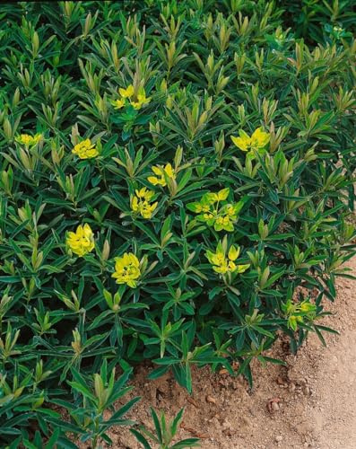 Goldwolfsmilch 'Purpurea' im Topf Euphorbia polychroma winterhart | Euphorbia polychroma, rotes Laub, gelbe Blüte Mai-Juni, sonnig bis halbschattig, kompakter Wuchs, winterhart bis -20 °C