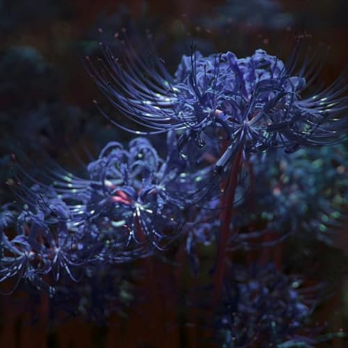 Lycoris radiata bulbos,lirio araña,lirio de araña roja,Lycoris radiata,aptas para plantación inmediata,plantas herbáceas perennes,lirio araña blanco,Embellece el entorno,Precioso.-2bulbos-H