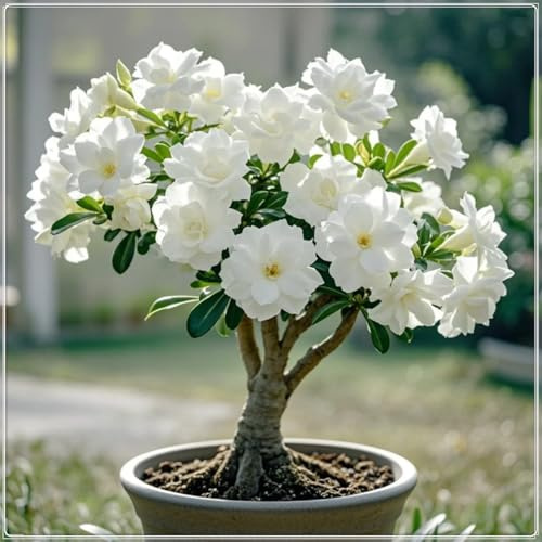 Rizoma di rosa del deserto- adenium obesum-succulente- progettazione del paesaggio-elegante esposizione di bonsai-3 rizomi-i