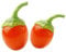Goji-Beere Lycium barbarum 60-70 cm Bocksdorne