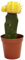 Cactus Gymnocalycium Natural Sumérgete en un Mundo de Colores y Formas Únicas con Nuestros Cactus Injertados