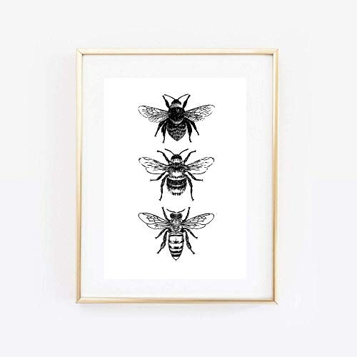 Din A4 Kunstdruck ohne Rahmen - Grafik Insekten Biene Hummeln Wespe Natur Druck Poster Bild Geschenk
