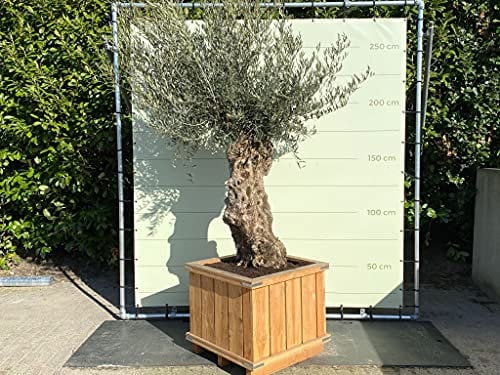 Tropictrees - OLEA EUROPEA - OLIVENBAUM BONSAI, STAMMUMFANG 80-100CM IM HARTHOLZKÜBEL - A+