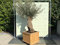 Tropictrees - OLEA EUROPEA - OLIVENBAUM BONSAI, STAMMUMFANG 80-100CM IM HARTHOLZKÜBEL - A+
