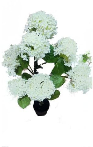 Indomita Pianta Ornamentale Ortensia Colore Bianco 150H con Vaso