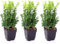 Pack de 3 plantas Buxus Sempervirens, 30-35 cm. Boj Común. Arbusto perenne, hojas verdes brillantes, ideal para setos y jardinería. Segura Garden.