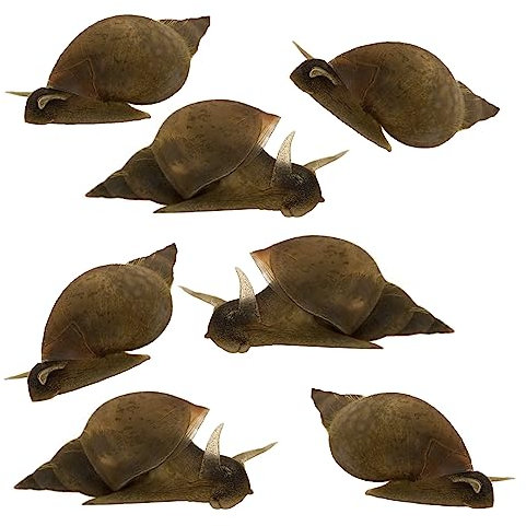 vdvelde.com - Bio Süßwasserschnecken für den Teich 25 Stück - Gastropoda Wasser filternde Wasserschnecken - Verhindert Algenbildung und hält den Teich sauber und klar - Van der Velde Wasserpflanzen