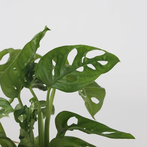 Plant in a Box - Plante cultivée dans l’eau - Mix de 2 - Clusia rosea, Monstera Adansonii - Hauteur 15-35cm - Pot 8cm et Pot 20cm - Plante en culture hydroponique - Vert