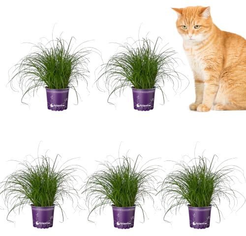 Florapartner Frisches Katzengras (Cyperus zumula) – 5 Pflanzen ungiftiges Zyperngras für Katzen & Nagetiere, weiche Halme gegen Haarballen, Zimmerpflanze im 12cm Topf