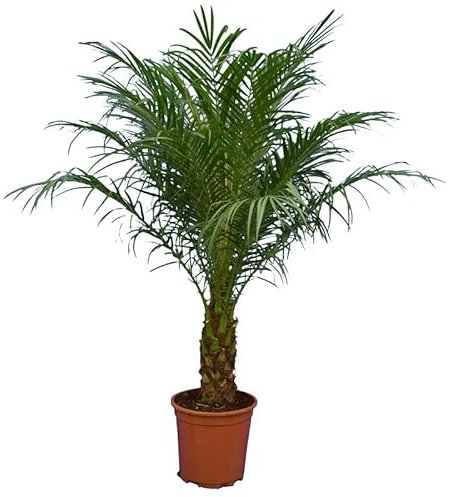 XXL Zimmerpalme - Phoenix roebelenii Palme Zwergdattelpalme - Gesamthöhe 120-140 cm, Topf Ø 27 cm [8646]