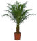 XXL Zimmerpalme - Phoenix roebelenii Palme Zwergdattelpalme - Gesamthöhe 120-140 cm, Topf Ø 27 cm [8646]