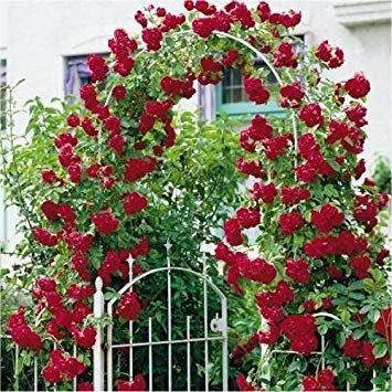 vegherb Red Climbing Rose Seeds Schöne Duftende Blüten
