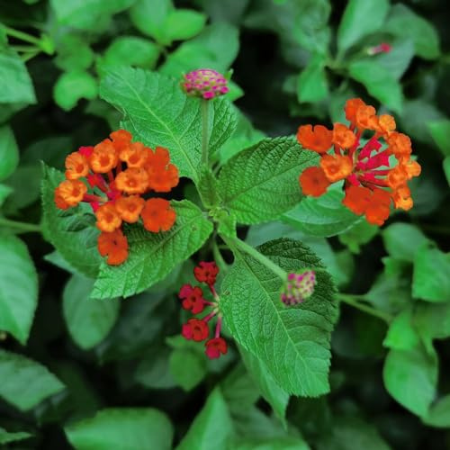 wandelröschen pflanzensamen exotisch blumendeko winterharte stauden für pralle sonne kräutersamen wildblumen balkonblumen mehrjährige blumensamen kräutergarten blumensamen kaufen 500samen