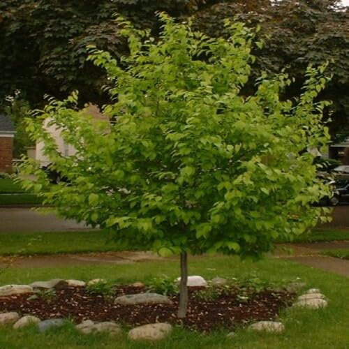 New Fresh 50pcs Green Hornbeam Tree Seeds