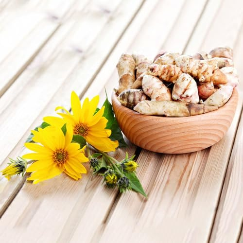 Topinambur Helianthus tuberosus blumensamen gartenpflanzen gemüsesamen pflanztopf pflanzensamen stauden winterhart mehrjährig wildkräuter gartenkräuter frühlingsblumen winterharte 50samen