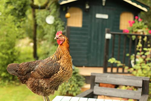 hansepuzzle 29732 - Huhn Puzzle 2000 Teile - Tierwelt Motiv mit hochwertiger Aufbewahrung: Kartonbox und wiederverschließbarem Beutel - Format 90 × 60 cm