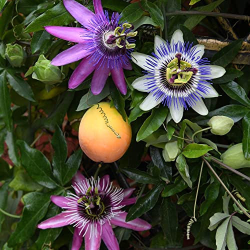 Passiflora Collection Hardy Perennial Easy to Grow Your Own Sun Loving Garden Flowering 3X 9cm Potted Plant by Thompson & Morgan