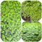 350 pcs wasserlinsen aquarium samen - Lemna minor - aquarium pflanzen blumen garten garten-geschenke deko aquarium echte pflanzen pflanzen aquarium hochbeet geschenk garten winterharte
