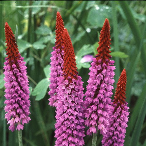 Plant World Seeds - Primula Vialii Seeds (Perennial Flower Seeds)