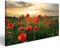 islandburner Bild auf Leinwand Mohnblumen Feldblume Auf Sonnenuntergang Wandbild Poster Kunstdruck Bilder