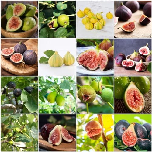 200 pcs bonsai feigenbaum samen - obst samen balkonpflanzen winterhart feigen feige, frisches obst topfpflanzen draußen winterhart spalierobst plant dekopflanzen bonzai baum pflanztopf