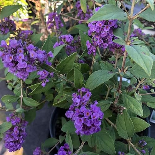 Vivai le Georgiche - Pianta vera di Buddleja davidii Blue Chip Buddleja davidii Lo ed ecco Buddleia, Albero delle farfalle 'Blue Chip' - vaso Ø 18 cm