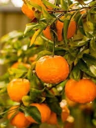 25 Sweet Mandarin Orange Tree Seeds:Seeds