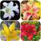 Lilium martagon zwiebeln,Winterharte,lilien im topf,lilie riesen,lilien deko,lilien zwiebeln forever susan,lilie,duft lilien,lilien knollen,lilien zwiebeln winterhart mehrjährig.-10 zwiebeln-A