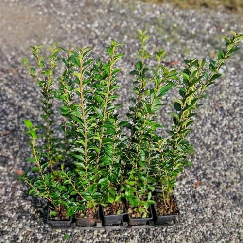 Ligustro a foglia piccola, 10 piante alte 30/40 cm, vaso 9, ligustrum ovalifolium