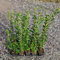Ligustro a foglia piccola, 10 piante alte 30/40 cm, vaso 9, ligustrum ovalifolium