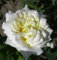 Kletterrose Alaska 30-60cm - Gartenpflanze