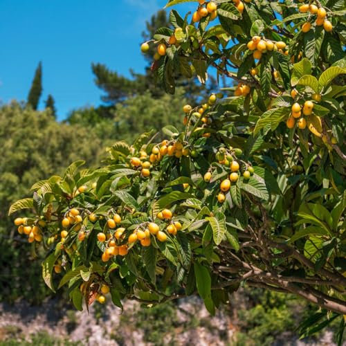 20 pcs Wollmispel baum samen - deko pflanzen balkon Eriobotrya japonica, bonsai baum bäume garten winterhart zwergobstbäume dekoration wohnzimmer topfpflanzen draußen winterhart dachbegrünung