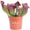 Pianta Carnivora Pianta Carnivora Mangia Insetti pianta da interno pianta ornamentale Carnivora Pianta Carnivora vera venduta da eGarden.store (Sarracenia Farnhamii Hybride)