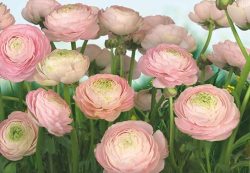 Fotomural Gentle Rosé (rosas) 3,68 x 2,54 m. Formato grande XXL! - Fotomurales Komar