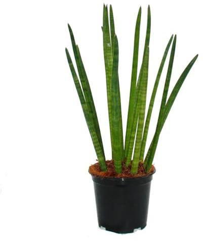 Exotenherz - Sansevieria cylindrica - Solitär-Pflanze - 19cm Topf