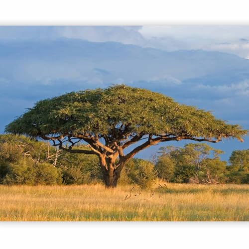 murando - Vlies Fototapete Baum 350x270cm - Foto Tapete Schlafzimmer Wohnzimmer Moderne Vliestapete XXL Wandtapete Motivtapeten Bildtapete 3d Effekt Wand Dekoration - Landschaft Savanne Afrika Akazie