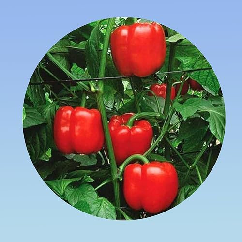 1 gramme de graines poivron rouge - environ 180 graines - Poivron gros carre rouge - capsicum annuum -Planète graines -