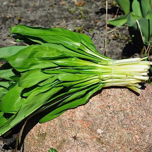 200 pz Semi di aglio orsino - Allium Ursinum - Piante da balcone con erbe aromatiche per aiuola rialzata Semi di aglio selvatico biologici piante erbacee, sementi biologiche copertura