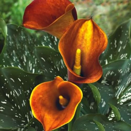 Calla zwiebeln-Winterhart Mehrjährig,Calla Lily Plants Live,Calla Lily Plant,Calla Pflanze Winterhart,Calla Pflanze Knolle,Zuverlässiger Verkäufer,Einfach Zu Pflanzen-4zwiebeln-c