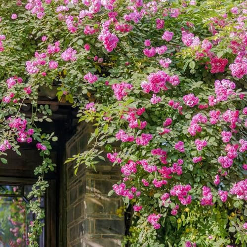 rose rampicanti resistenti profumati piante rampicanti piante in vaso piante rampicanti resistenti, di fiori recisi, (Rosa sp) giardino Serie Piante Rare piante 200pcs