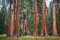 100 X Samen Riesenmammutbaum Sequoiadendron giganteum Redwood Saatgut Mammut Baum